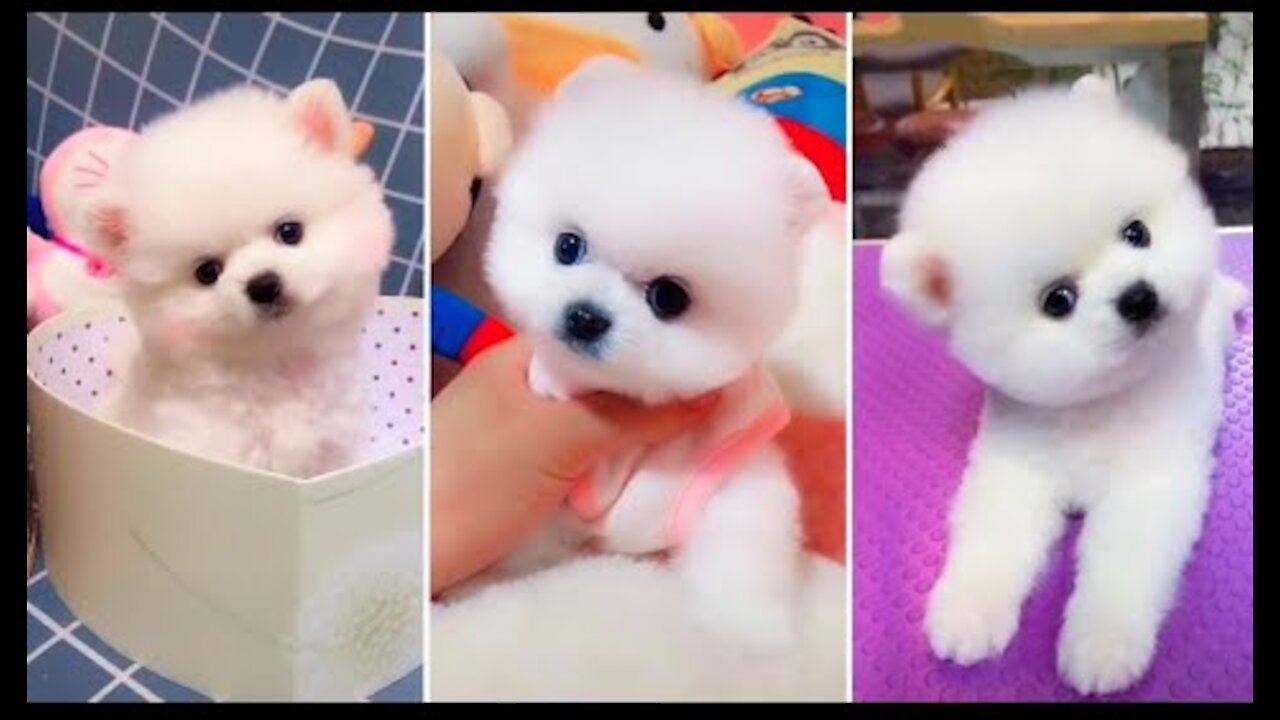 Cute Dog Video, Cute Funny Pomeranian.