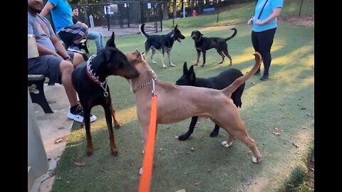 Pitbull gets attacked by Doberman