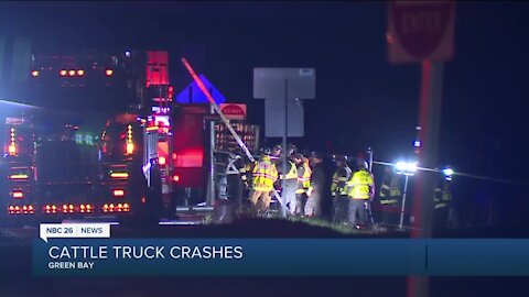 Cattle truck crash in Green Bay