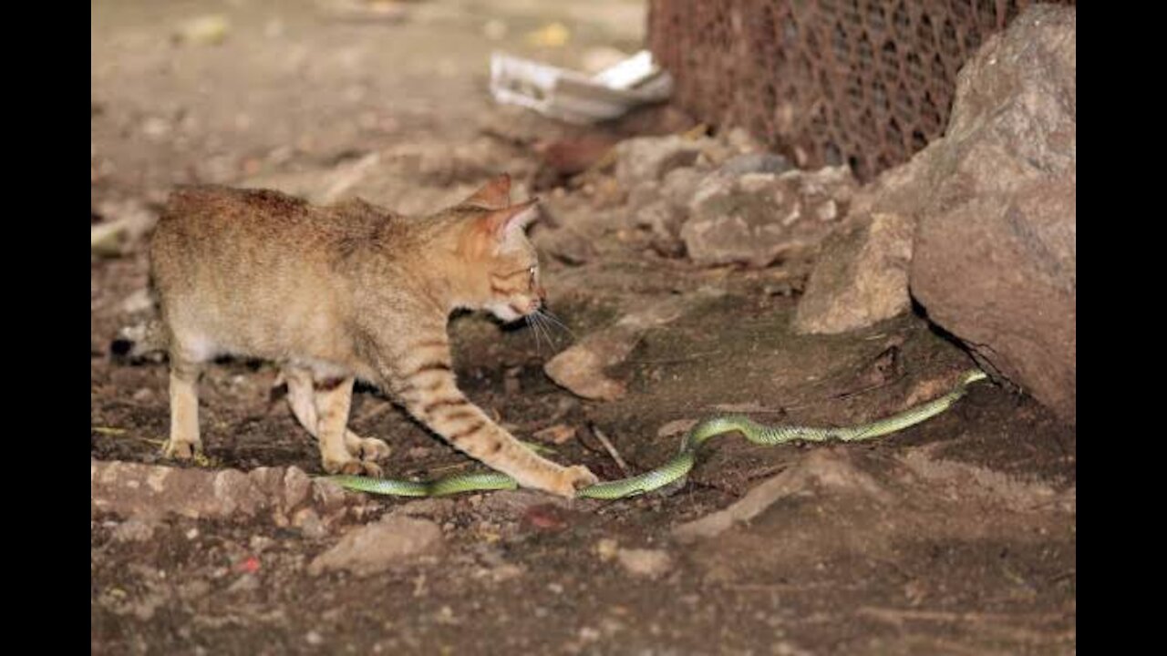 Cat hunt a snake for eating