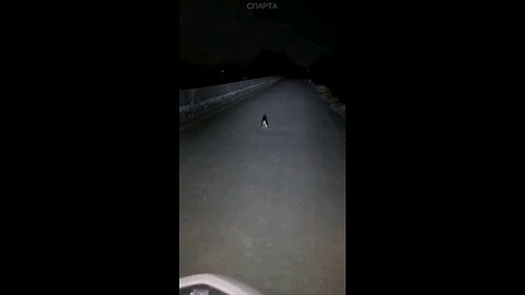 funny videos