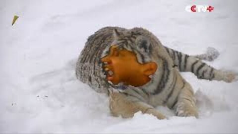 Chubby Siberian Human head Tigers Hunt Bird of Prey