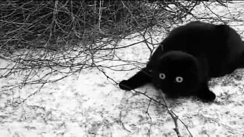 Ce chat est terrifié par la neige!