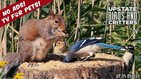 Upstate Birds And Critters: Ep 35 — 092223 [ No ads ] Cat And Dog TV