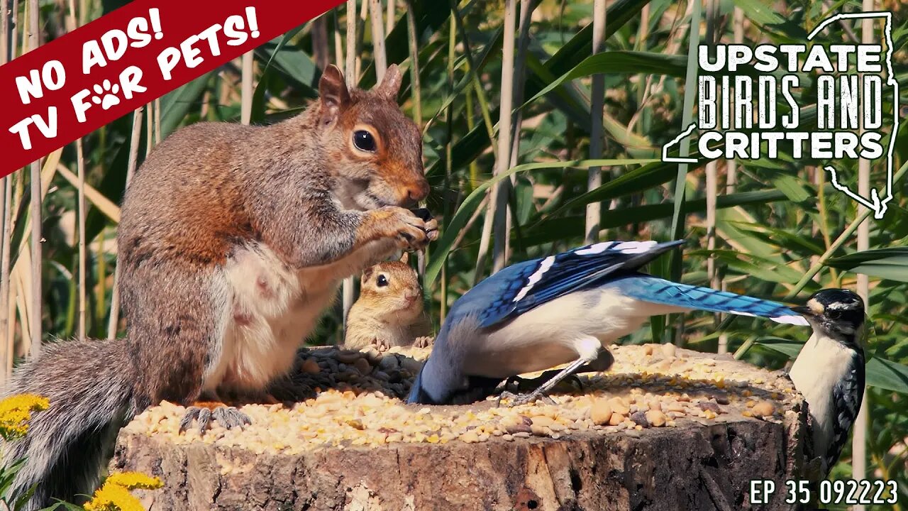 Upstate Birds And Critters: Ep 35 — 092223 [ No ads ] Cat And Dog TV