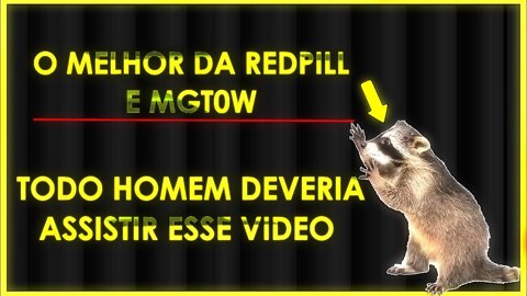 AS MELHORES OPINIÕES DA REDPILL MGT0W - RACCOON E FÚRIA.