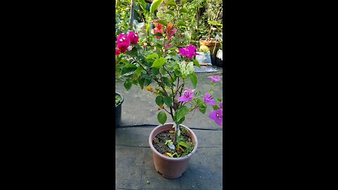 Multicolor Bougainvillea Plant