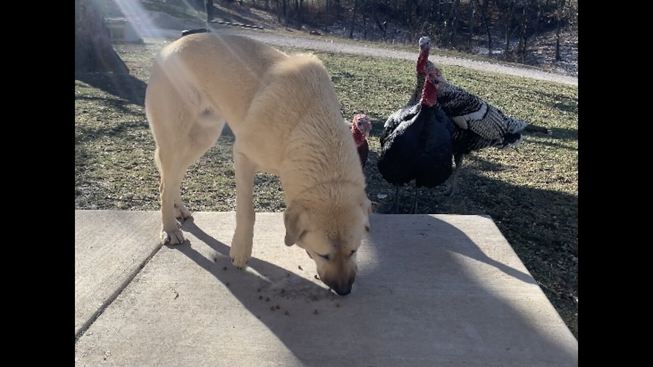 Turkeys Stealing Dog's Breakfast