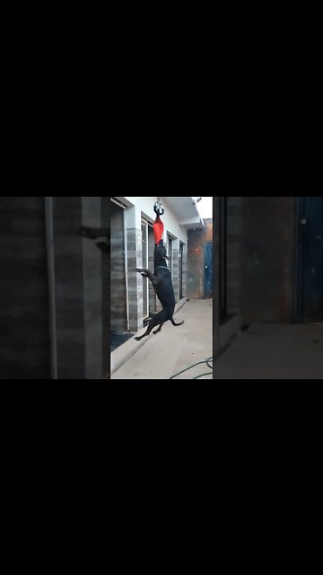 Pitbull Angel ama Mordedor