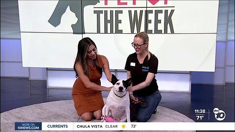 Pet of the Week: Rhea