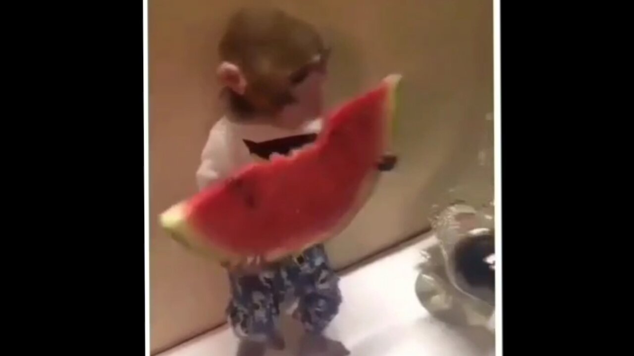 Monkeys like humans laugh to death smart monkeys