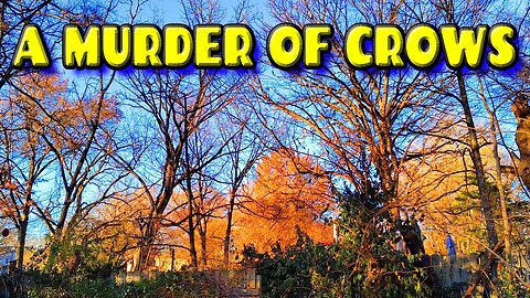 A Murder Of Crows