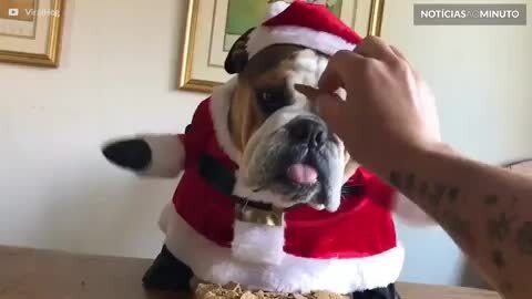 Conheça o 'Buldogue Noel' mais fofo do Natal