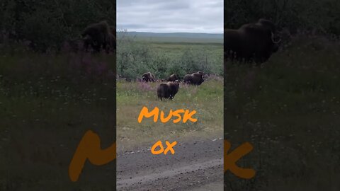 Musk Ox on the Road! #alaska