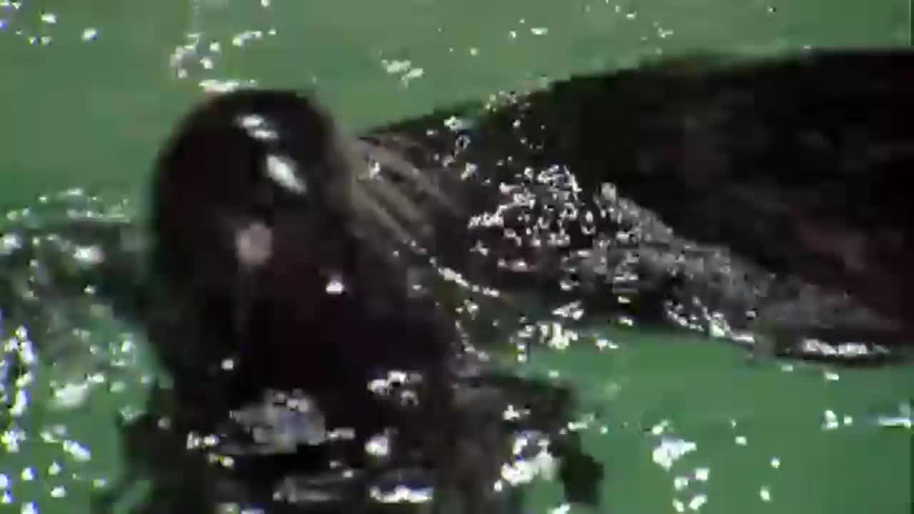 Introducing Lumiere, the newest family member at the Aquarium of Niagara!