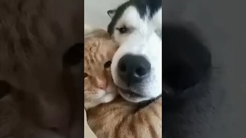 Cão e o gato amigos para sempre #shorts