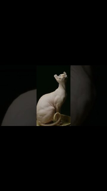 #kolinsky • A Sphynx Cat Against Black Background #shorts