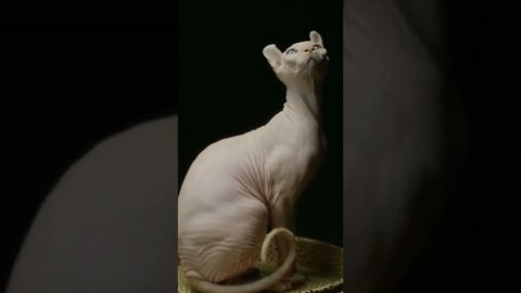 #kolinsky • A Sphynx Cat Against Black Background #shorts