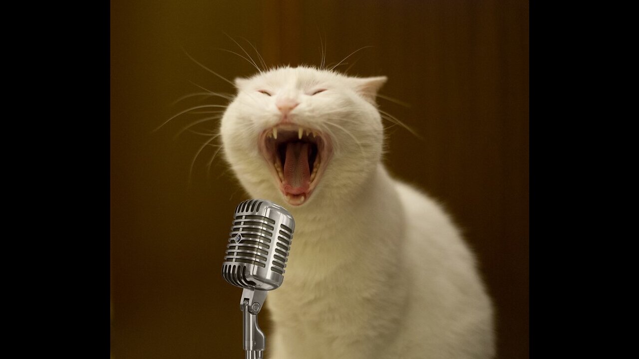 Teach your cat to sing, so funny moments...