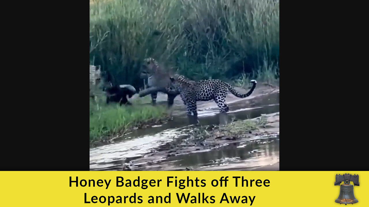Honey Badger Fights off Three Leopards and Walks Away