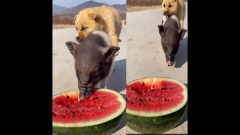 Funny pets eating watermelon| funny and cute dogs moment| cute dog video|