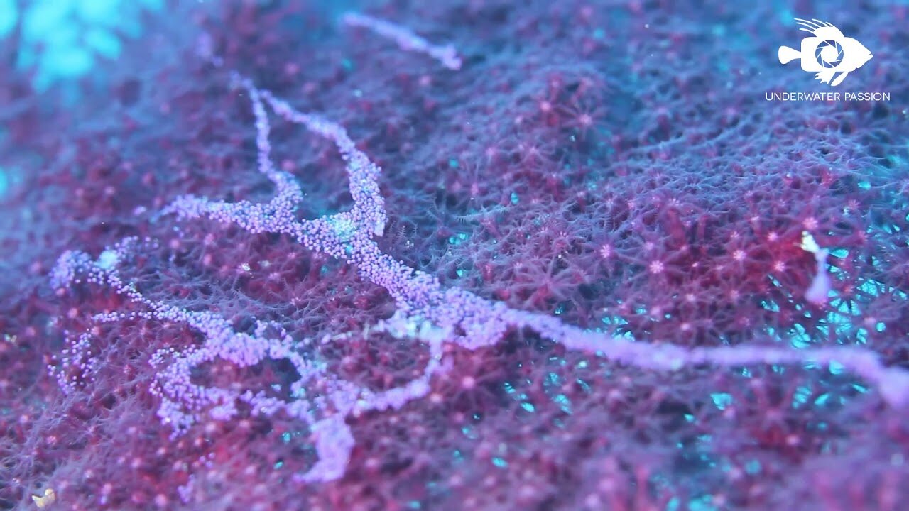 Red gorgonian (Paramuricea clavata) spawning - by Underwater Passion