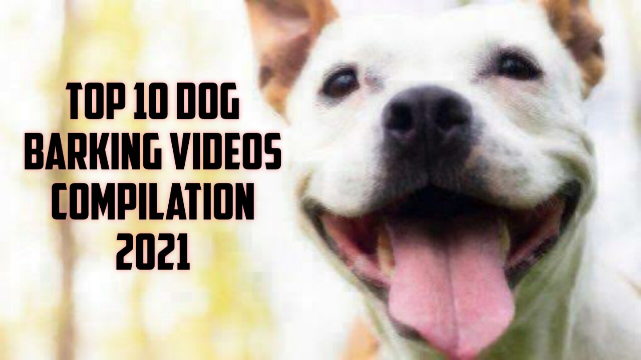 TOP 10 dog barking videos compilation 2022