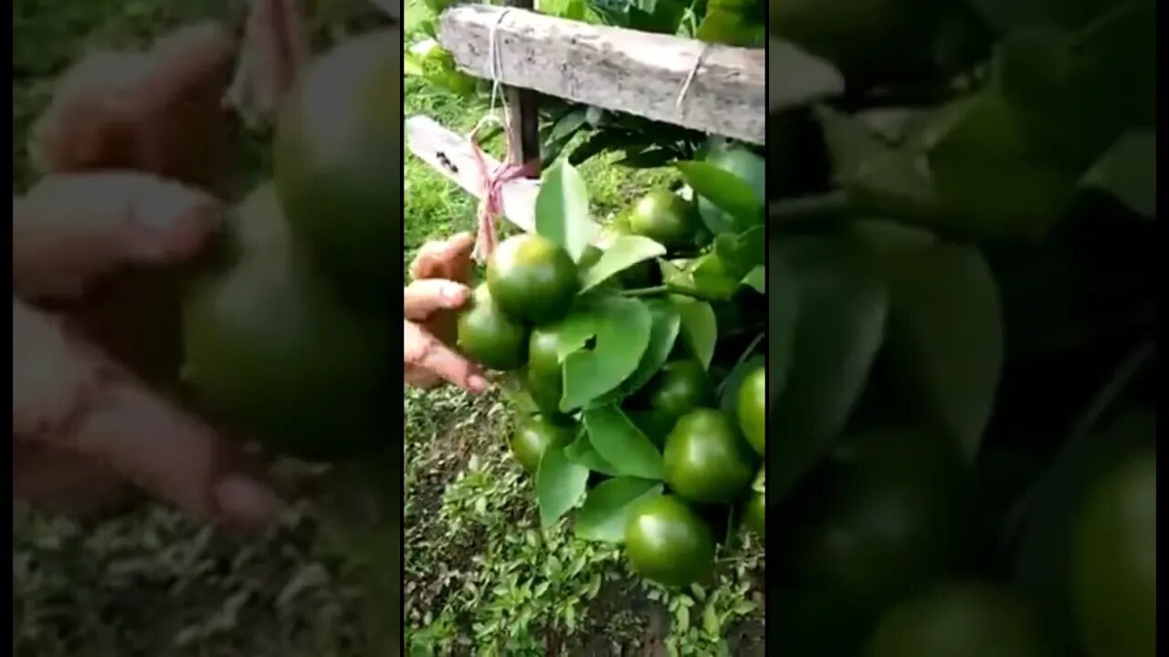 Jeruk Berbuah Lebat dengan Eco Farming | #belajarberkebun