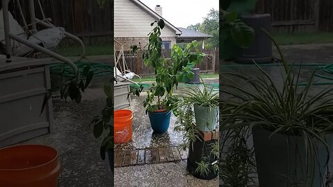 Plants Loving Life #texas #rain #nature