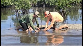 Tarpon Cove project aims to breathe life into wildlife habitat