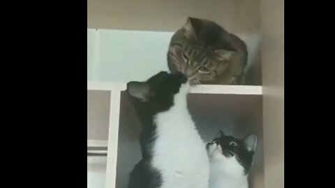 While the cat is kissing, the other cat is feeling jealous