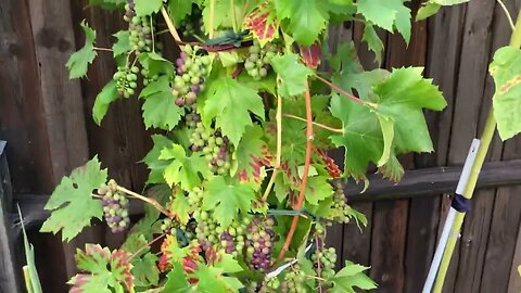 Shocked! Fruit & vegetables 🥕 in my garden.