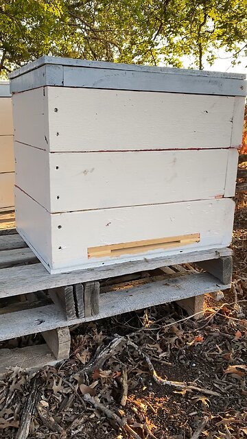 Spring 2023 swarm has pretty well filled the hive.