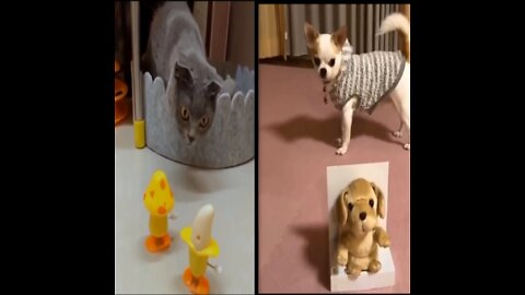 Funny pet reaction. Part -2