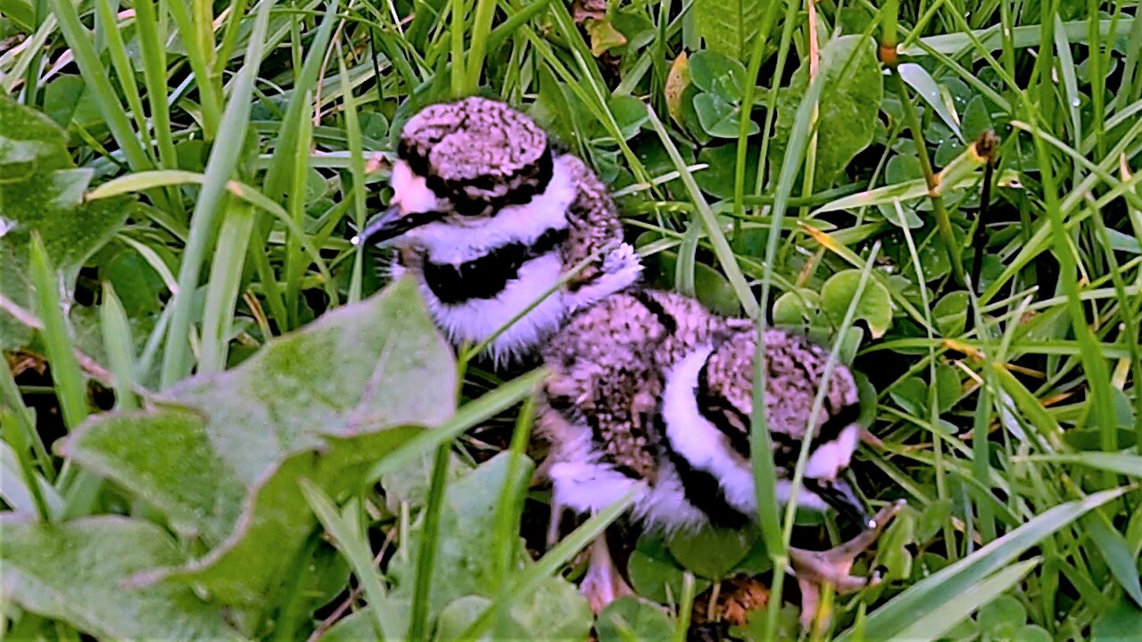 Newborn killdeer babies take their first adorably clumsy steps from the nest