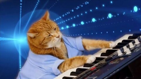 Funny cats playing the piano funny pets video 2021