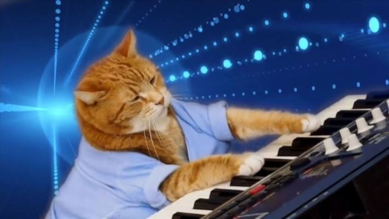 Funny cats playing the piano funny pets video 2021