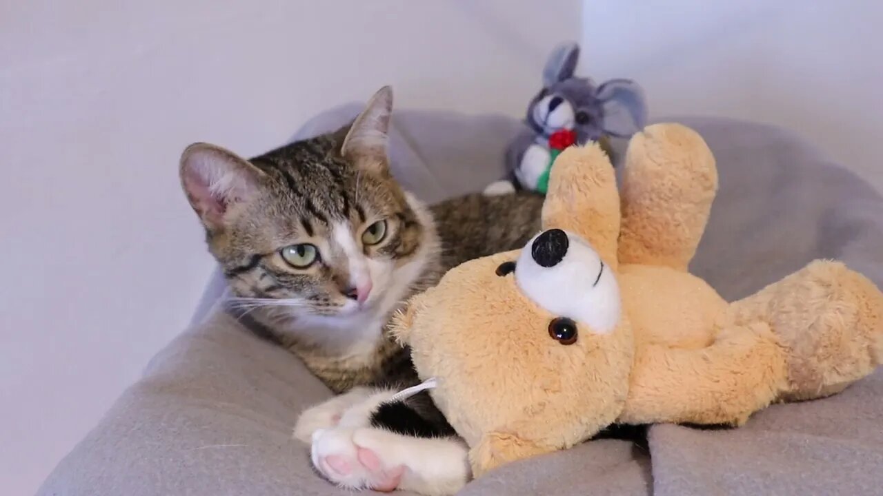 Cat Hides Behind His Teddy Bear