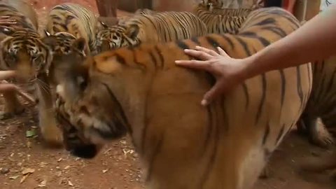 Tiger Temple looses bid to extend their zoo license