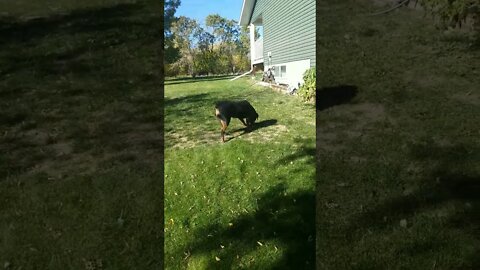 Hello Gorgeous Rottweiler 💖💛 #rottweiler #shorts