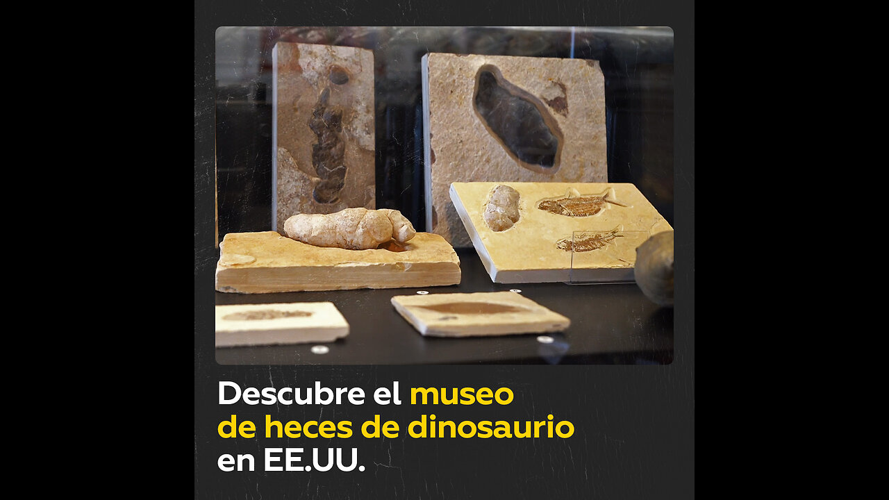 Conoce el museo de heces de dinosaurio en Arizona, EE.UU.