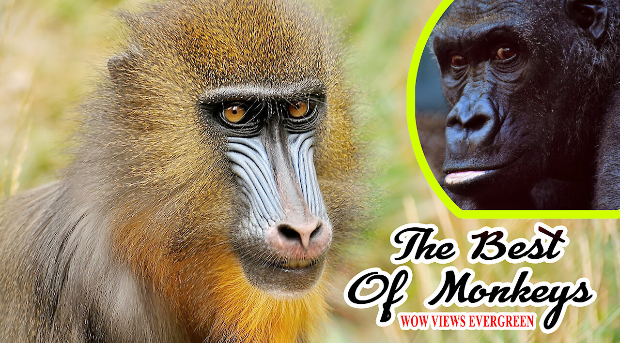 Best Monkey Moments | Monkeys Just The Funniest