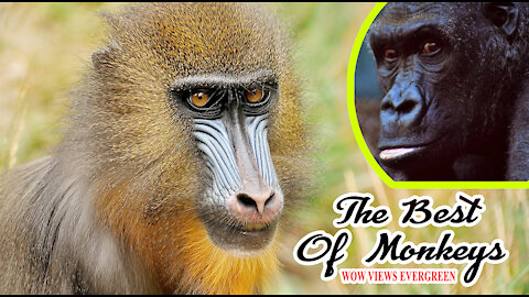 Best Monkey Moments | Monkeys Just The Funniest