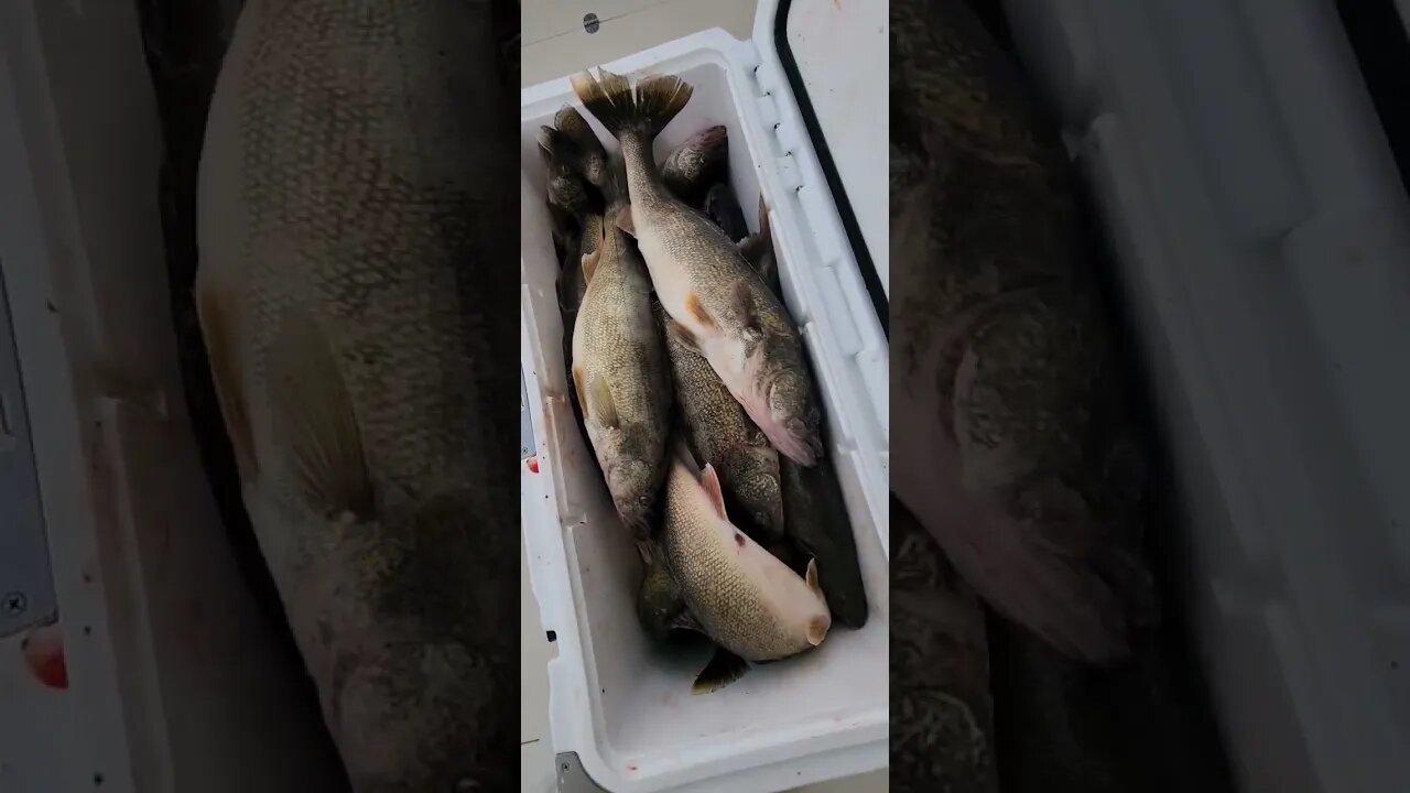 30" Trophy Walleye from Lake Erie! 5man limit by noon!