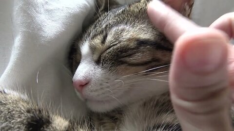 Cute Little Cat Lets Mom Play with His Ear