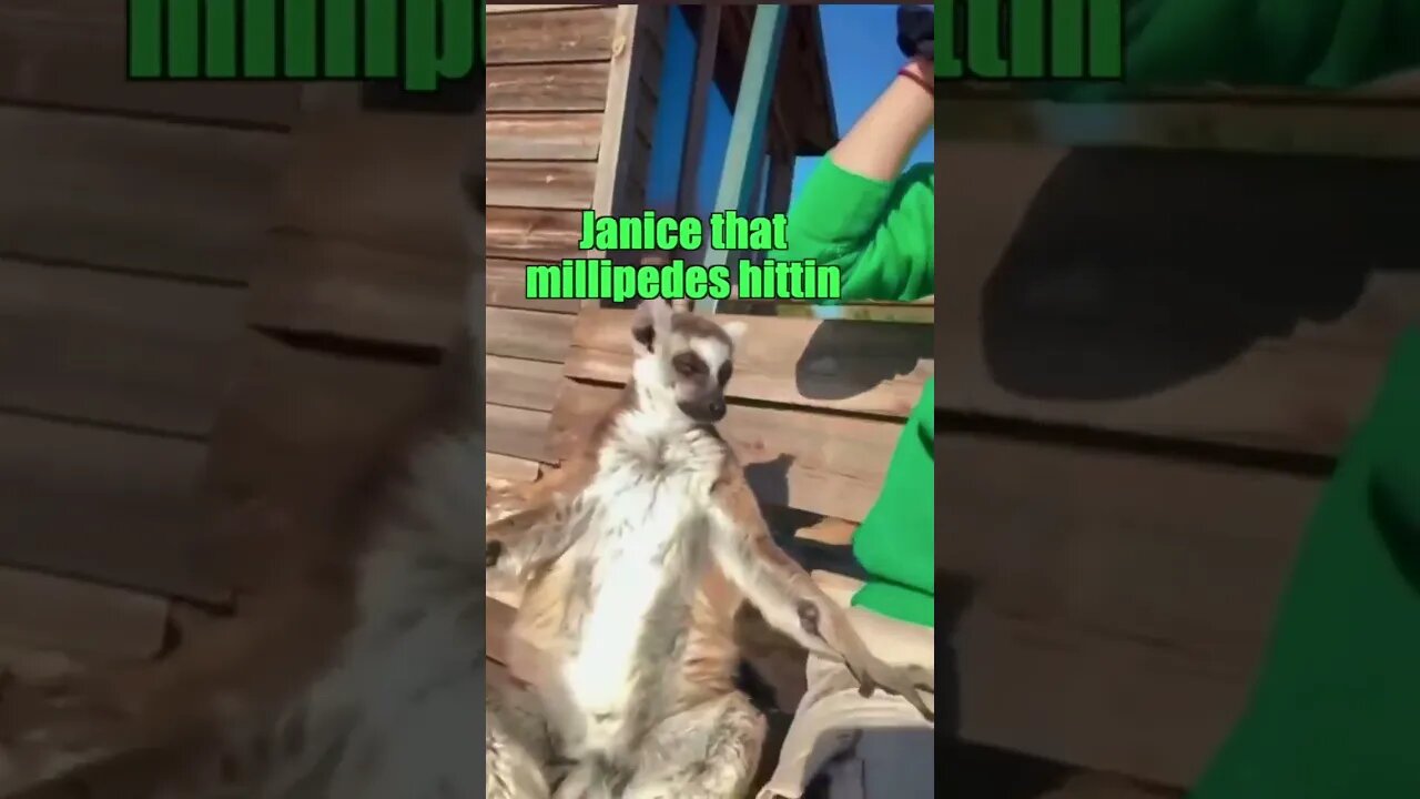 Lemur gets too high