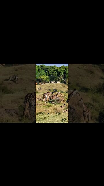 The Beauty Of Nature: Giraffe And Zebra #shorts | #ShortsAfrica | #Septdailyshorts