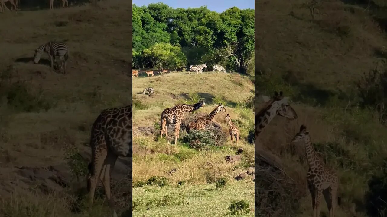 The Beauty Of Nature: Giraffe And Zebra #shorts | #ShortsAfrica | #Septdailyshorts