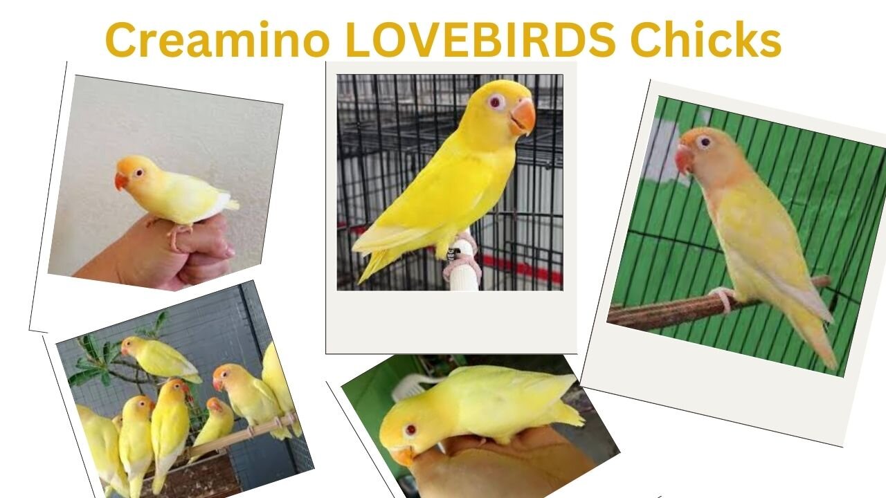 "Creamino's Lovebird Romance: A Feathered Affair" / "Creamino'nun Muhabbet Kuşu Romantizmi: Tüylü Bir İlişki" / "क्रेमीनो का प्रेमपक्षी रोमांस: एक पंख