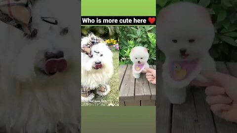 who is cute #shorts